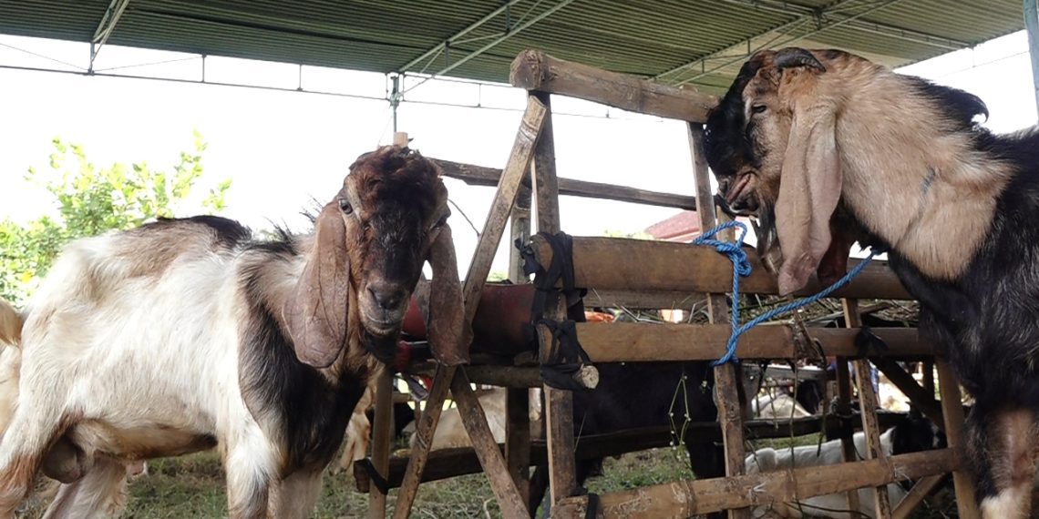 Memilih Hewan Kurban Saat Wabah PMK